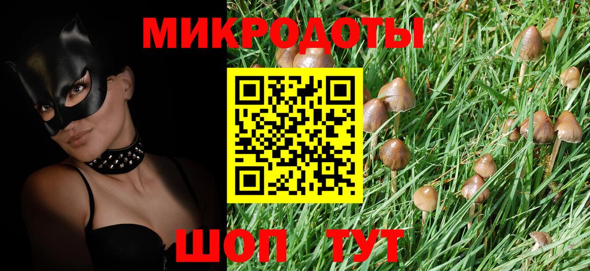 Псилоцибиновые грибы Psilocybe Киселёвск
